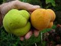 Monkey Jack ، lakuchi ، badahar ، lokhat